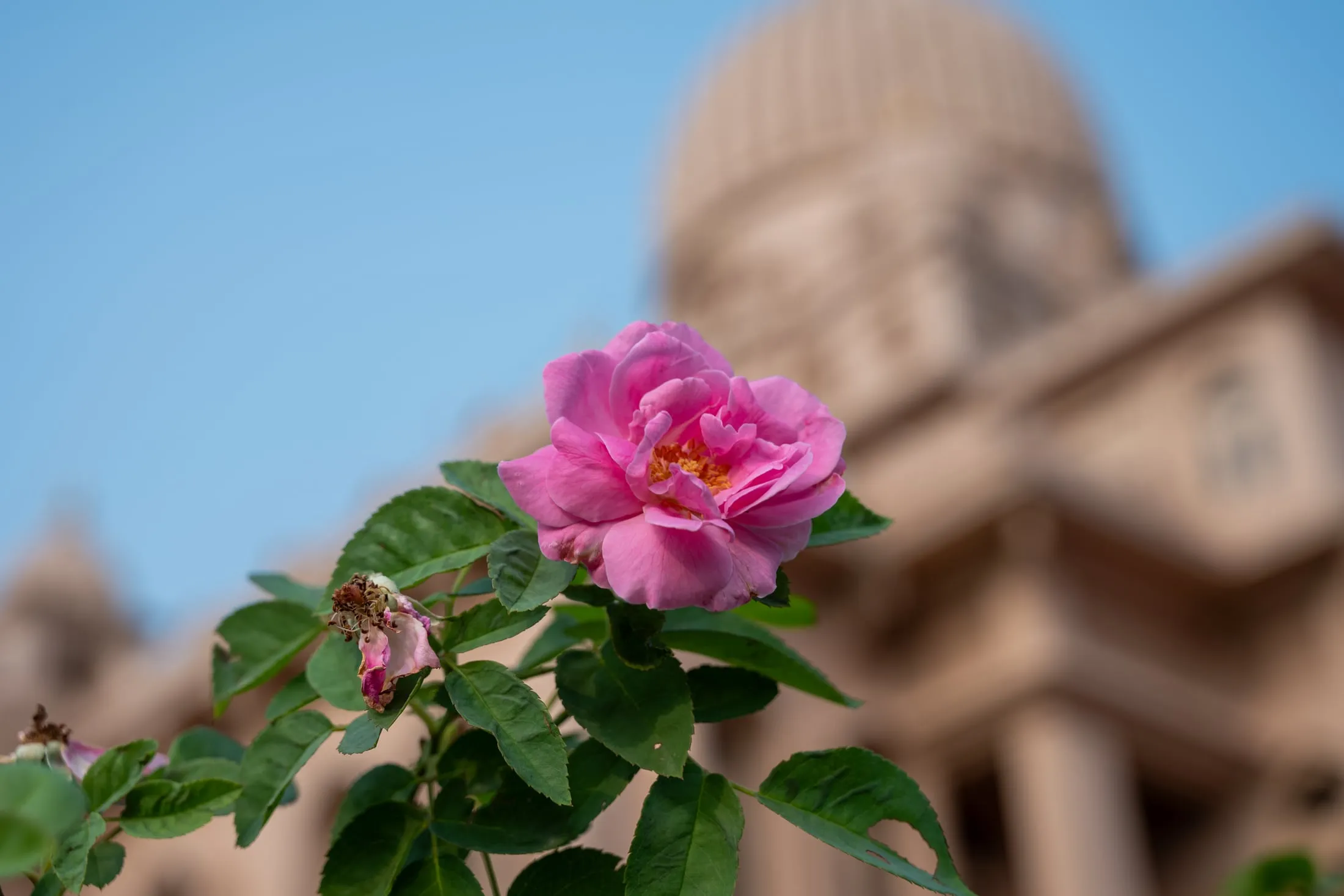 A rose in the Mission garden